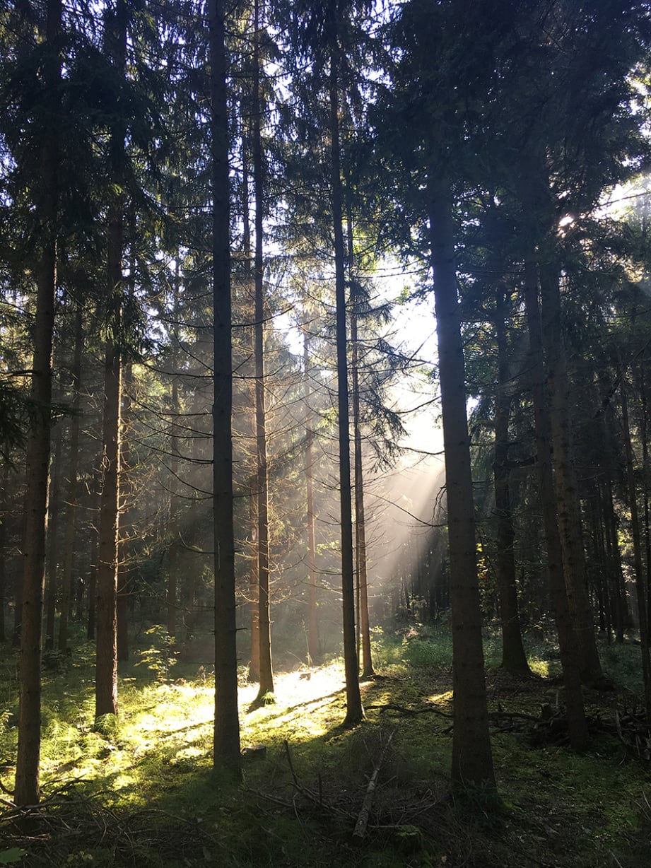 Wald mit Sonnenstrahlen