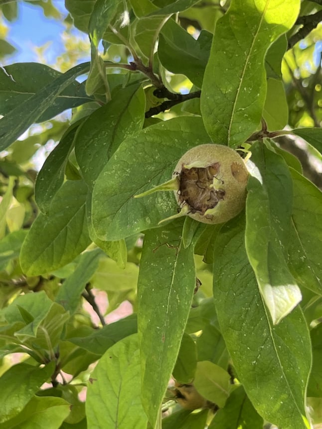 Busch mit einer Mispel